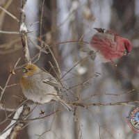 Щуры :: Андрей Лаштур