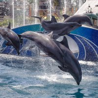 Полет дельфинов :: Mikhail Khorev