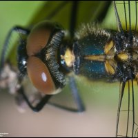 Симпетрум черный (самец) - Sympetrum danae (male). :: Игорь Дементьев