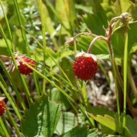 ягодки в поле :: Лиза Ворончихина