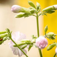 Цветочки и божья коровка :: Валентина Ломова