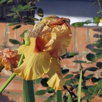 Autumn Riesling Iris,бородатый :: Сергей Мягченков