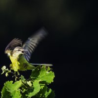 Angry Bird))) :: Ольга Колотилина