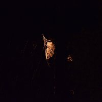 ночь,паутина во время дождя и света :: Михаил Bobikov