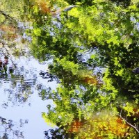 Листья в реке :: Виктор Истомин