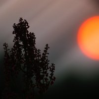 Закатное солнце :: Евгений Спирин