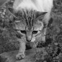 кошка :: Ирина Рыкина