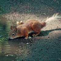 Водопой :: Тата Казакова