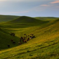 Вечерняя трапеза на альпийских лугах :: Сергей Рычков