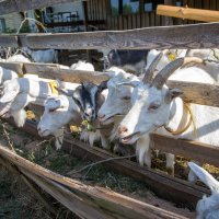 Экскурсия на ферму коз. :: Jevgenija St