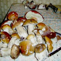 Белые  грибы :: nowelyc 