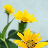 Желтый цветок :: Александр Бурилов