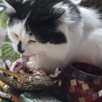История кота, который любит конфеты :: Peiper ///