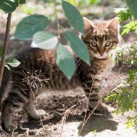 Котёнок-сирота :: Валентина Ломова