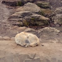 Спит усталая лисичка... :: Alena Seroshtan