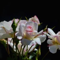 Розы на черном :: OLCEN Лен