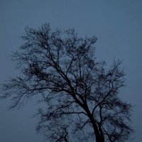 Дерево в тумане :: Vadim Raskin