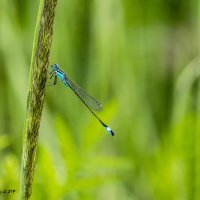 dragonfly :: Александр Агеев