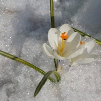 Подснежники :: Юрий Приходько