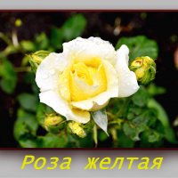 роза :: Александр Максименко