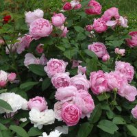 Английские розы :: Vera Timofeeva 