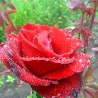 Первые розы :: лидия Кашицина