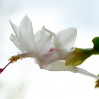 Декабрист цветёт в июне :: Королева Надежда 