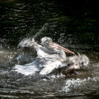 Водные процедуры по-пеликаньи :: Юрий Антонов