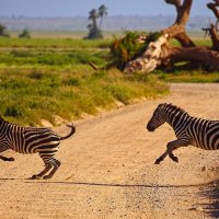 zebra crossing :: Андрей Пархоменко 