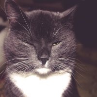 Серый кот :: Ольга Бедарева