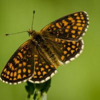 Охота на бабочек :: Татьяна Титова