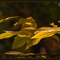 Лирические этюды  осенних листьев :: IRinA*** 