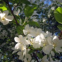 Яблонька в цвету (3) :: Ольга Засухина 