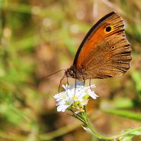 Butterfly :: Elena Gurmush 