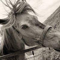Портрет красивой лошади :: Олег Вайднер