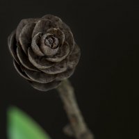 деревяная роза :: terza 