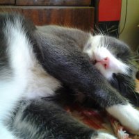 Мой кот Дымок. :: филимонов владимир 
