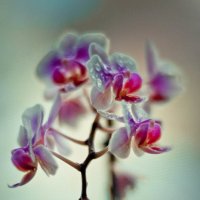Орхидея :: Анна Черняева