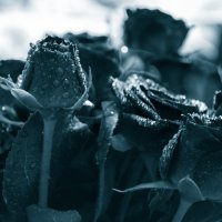Мёртвые розы :: Антон Дьяченко