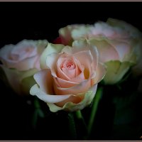 Чайные розы 2 :: mila 