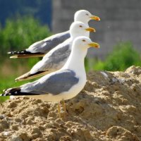 серебристые чайки :: Михаил Жуковский