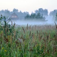 Туманы и травы... :: Елена Солнечная