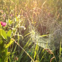 Про паука и паутину... :: Tatiana Kretova