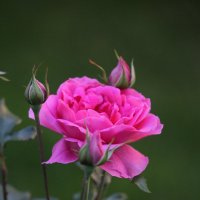 Розы в моем саду. :: Irina Fabien