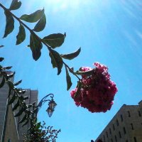 Под ярким солнцем Иерусалима. :: Алла Шапошникова