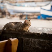 Поморие, Болгария. Ресторанная кошка. :: Татьяна Курамшина