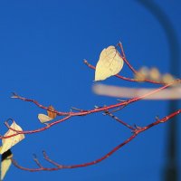 веточка :: Евгения Чернявская