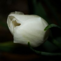 Белый тюльпан :: Елена Течиева