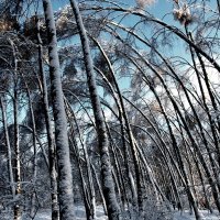 ЕСТЬ КОМУ БЕРЁЗКУ ЗАЛОМАТИ :: Юрий Вовк