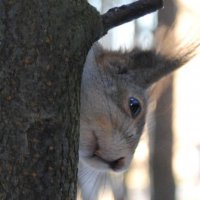 белочка :: Анна Бурылова